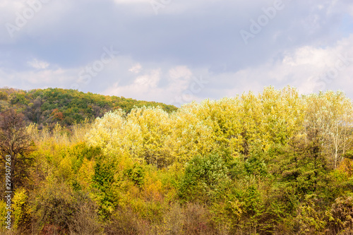 Autumn forest. Green and yellow colors of beech trees in the fall time.