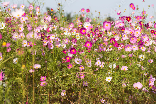 Oink cosmos flower in the field. cosmos background. © bong