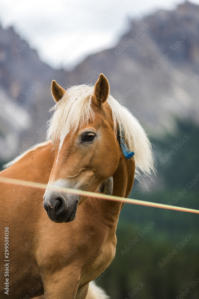 Obraz premium Dolomites, Italy - July, 2019: Horses in the farm, Misurina, Cortina D'Ampezzo, South Tyrol, Dolomites, Italy.