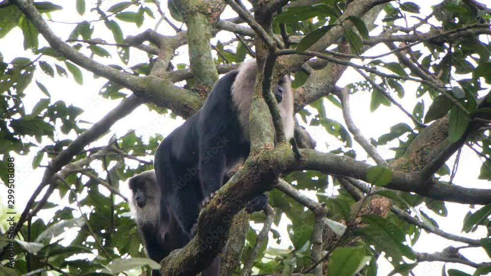 The lion-tailed macaque (Macaca silenus), or the wanderoo. The lion-tailed macaque (Macaca silenus), or the wanderoo.