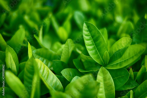 Fresh green leaves picture group photo