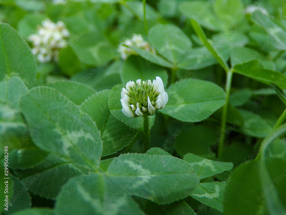 Photo of flowering clover macro photography of plants in nature. Green clover texture background with white flowers. Image of a flowering clover in a field. Photo of flowering clover macro photography of plants in nature. Green clover texture background with white flowers. Image of a flowering clover in a field.