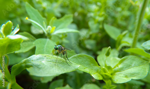 Unusual green fly with long legs close-up. Common green scavenger. photo