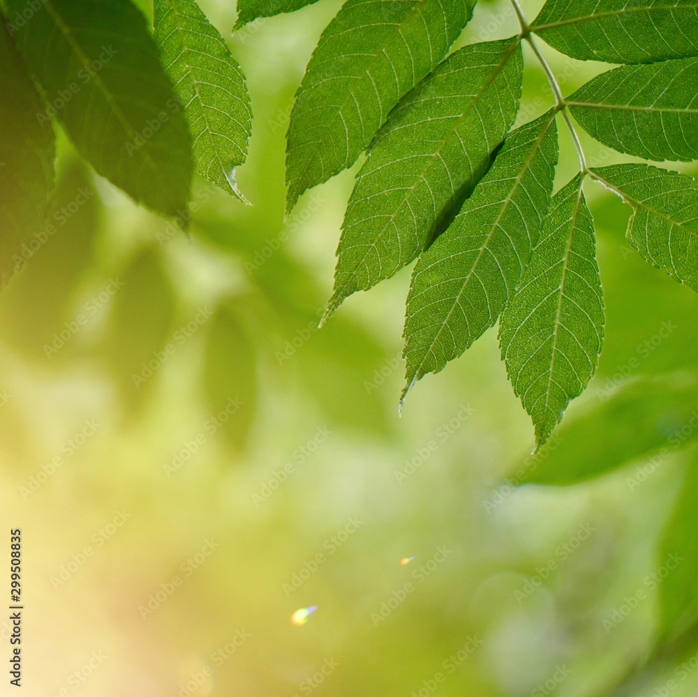 green tree leaves textured and sunlight in the nature, green background green tree leaves textured and sunlight in the nature, green background