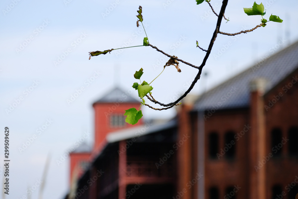 autumn leaves and red brick warehouse
