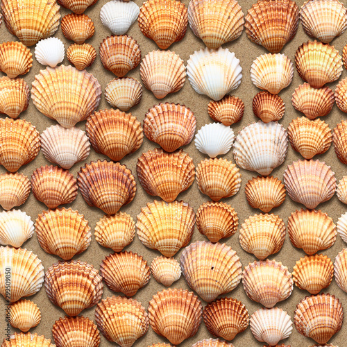 Seamless texture of seashells on sand. Marina di Pisa. Italy.