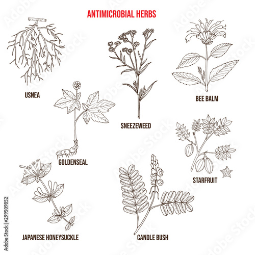 Set of antimicrobial herbs