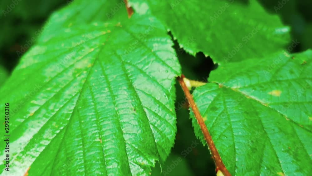 Close up of green plants after rain Close up of green plants after rain