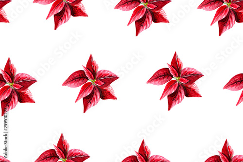 Seamless pattern of poinsettia on white, watercolor background Christmas illustration.