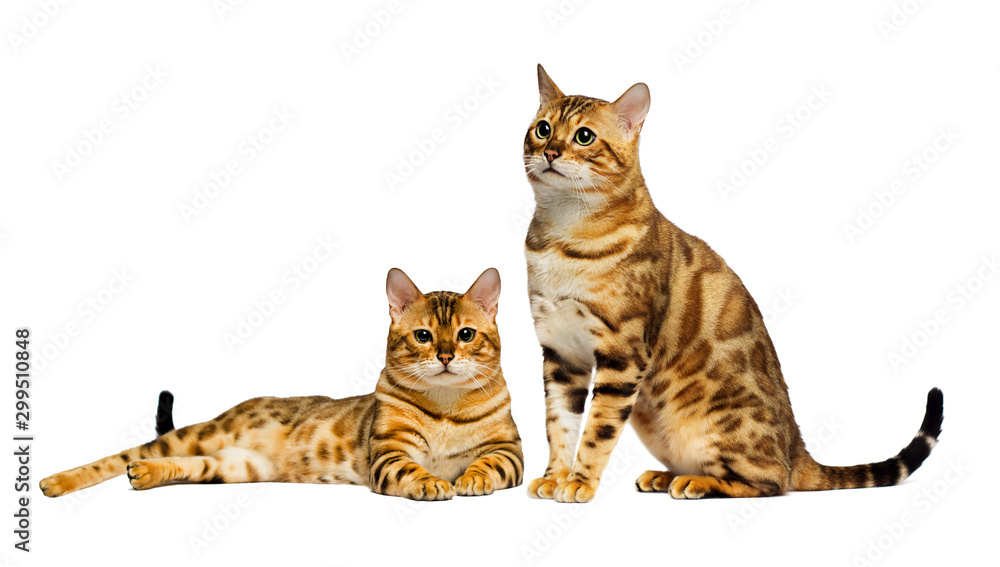 bengal cat sitting in full growth on a white background