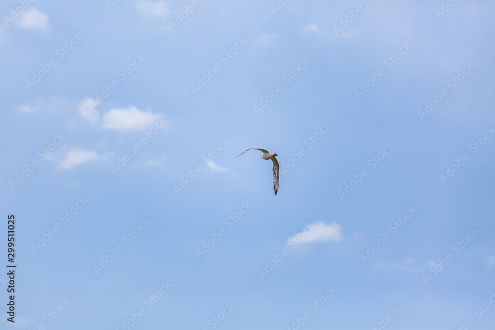 View of single seagull flying on blue sky