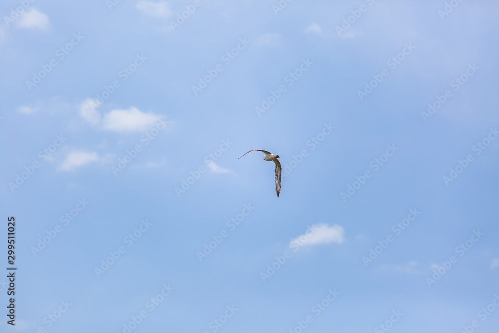 View of single seagull flying on blue sky View of single seagull flying on blue sky