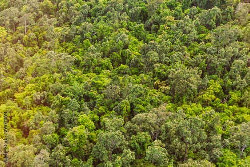 Wald von oben, Urwald in Australien