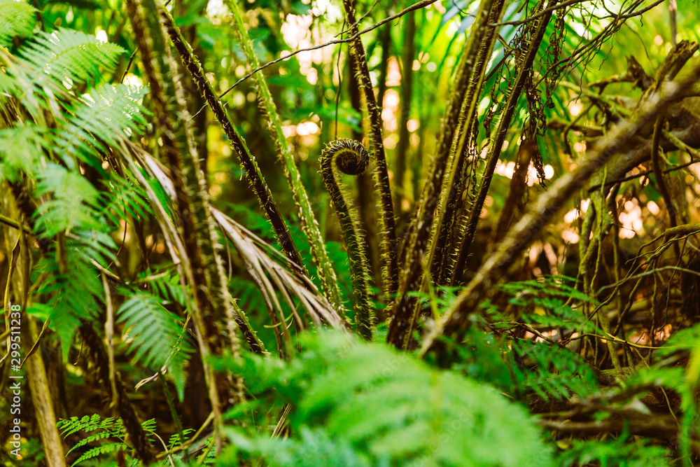 Farn, Pflanzen, Wald, Urwald, Australien Stock Photo | Adobe Stock