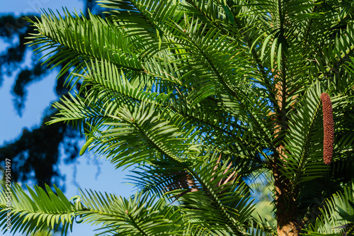 Pine Wollemi Pine - Wollemia nobilis. With Jurassic leaves. Close-up branches. Park Paradise in Partenit in Crimea. Ancient tree species from Wollemi National Park in New South Wales  Australia.