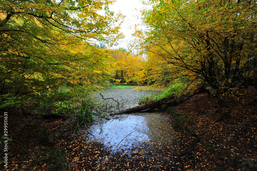 Autumn Fall in Epping Forest 