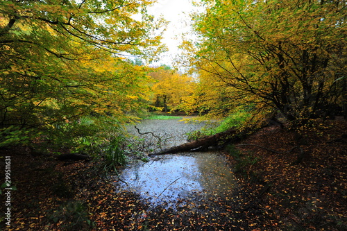 Autumn Fall in Epping Forest 