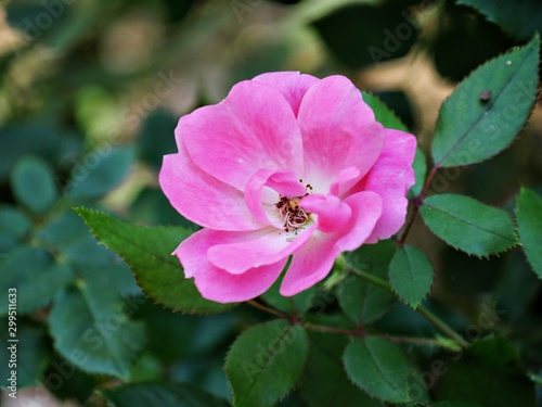 Close up of a pink rose blooming in a garden, bokeh in the background