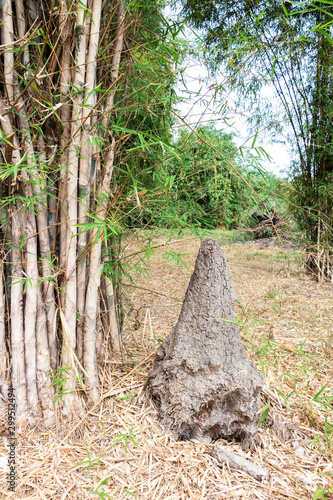 Termite mound or termite in bamboo forest green nature background. All termite is insects species build nests.