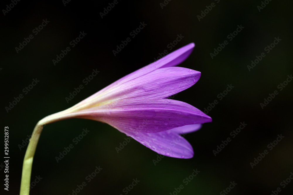 Beautiful dewy flower in the autumn