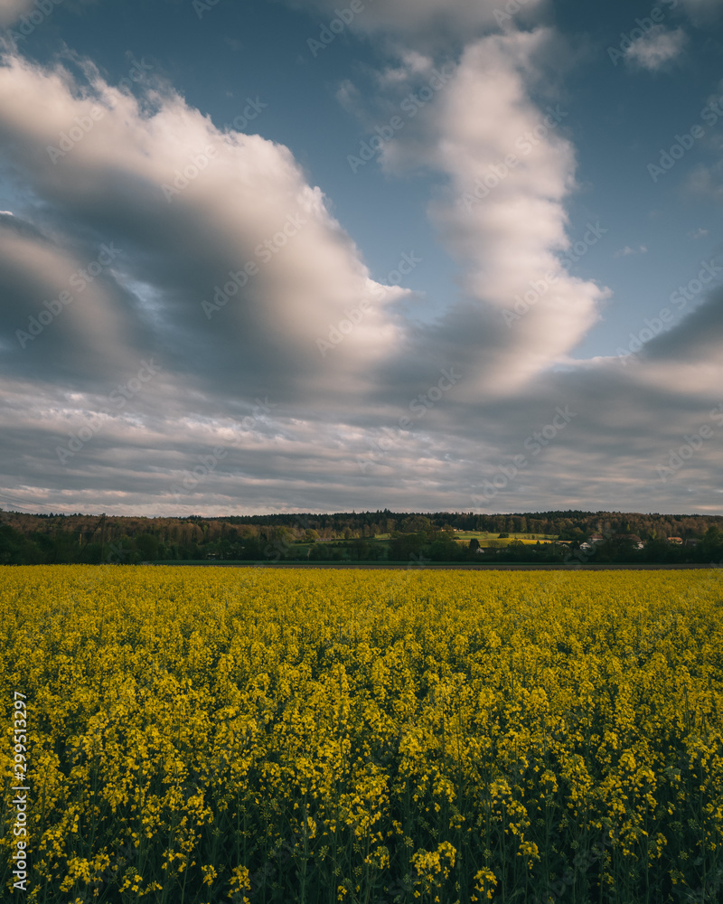 Obraz premium rapeseed field, switzerland