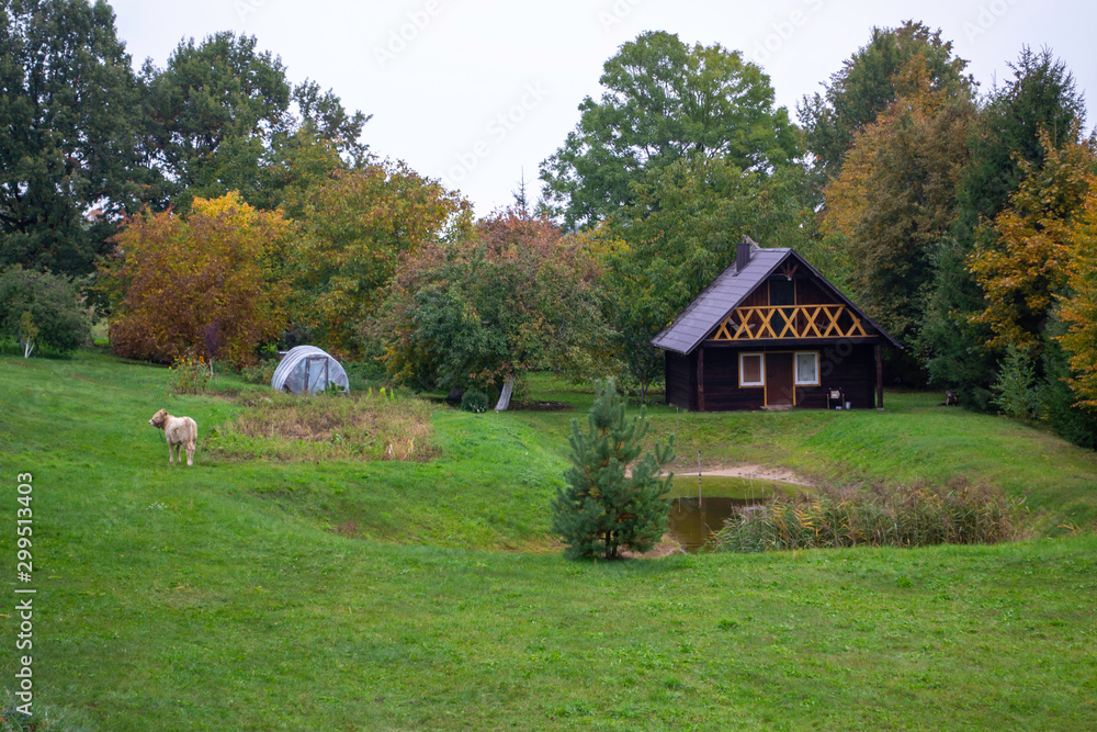 Obraz premium Wooden house in nature in the field. Country house with cow grazing in front and pond.