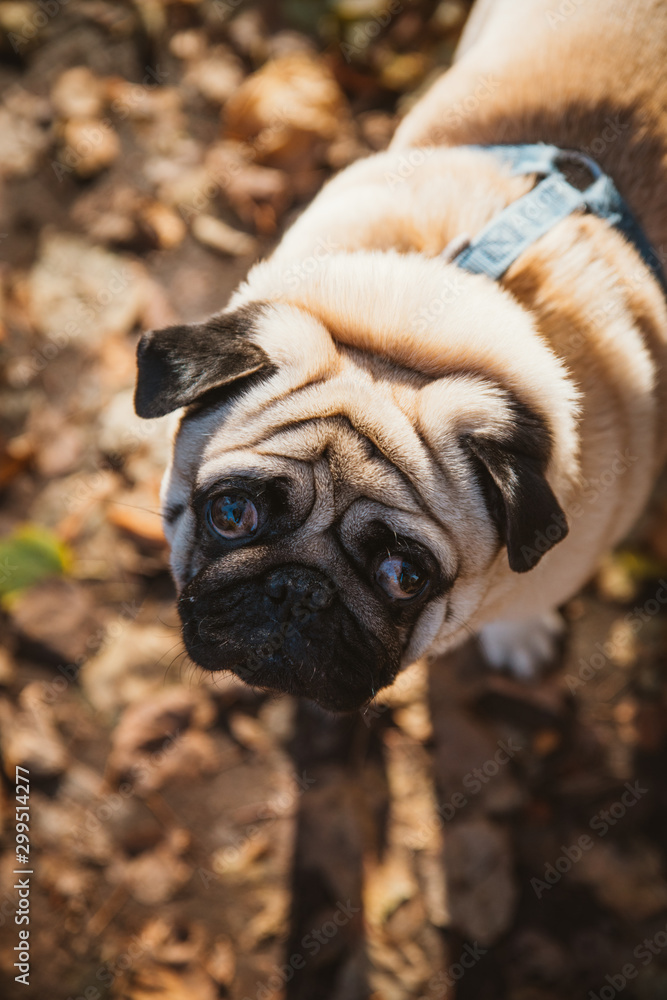 Cute pug portrait on the background of autumn foliage in the park