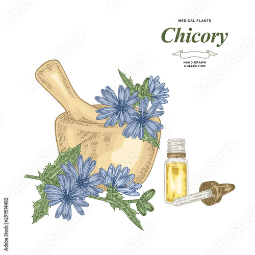 Chicory flowers, leaves and wooden mortar isolated on white background. Medical plants hand drawn. Vector illustration. Colorful engraved style.