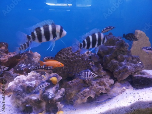 Tanganyikan aquarium julidochromies and frontossa