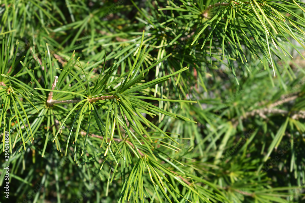 branch of a Japanese umbrella pine branch of a Japanese umbrella pine