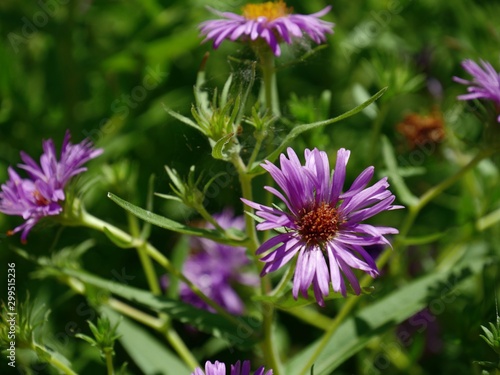 Medium close up of lilac New England daisies, soft background