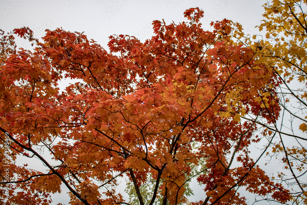 Healing maple with burgundy and gold leaves in autumn day Healing maple with burgundy and gold leaves in autumn day