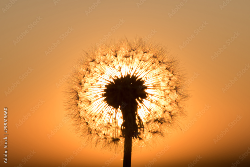 Silhouette of a dandelion on a background of a sunset in summer