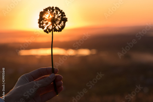 Beautiful silhouette of wild allium ball on sunset summer background