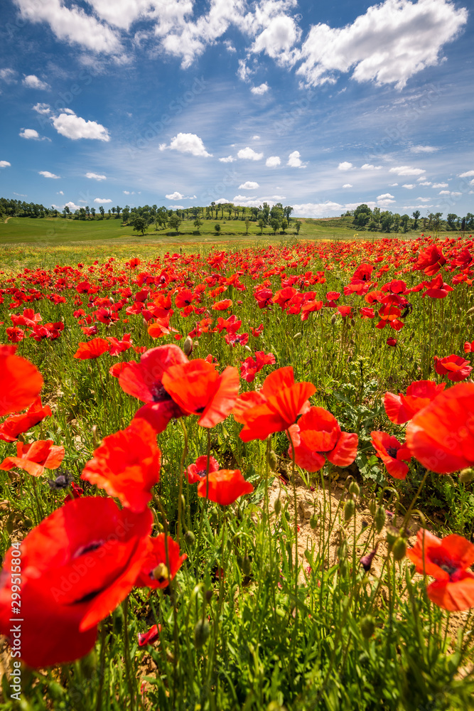 Spring in Tuscany rolling fields in Pienza Firenze Siena Italy Spring in Tuscany rolling fields in Pienza Firenze Siena Italy