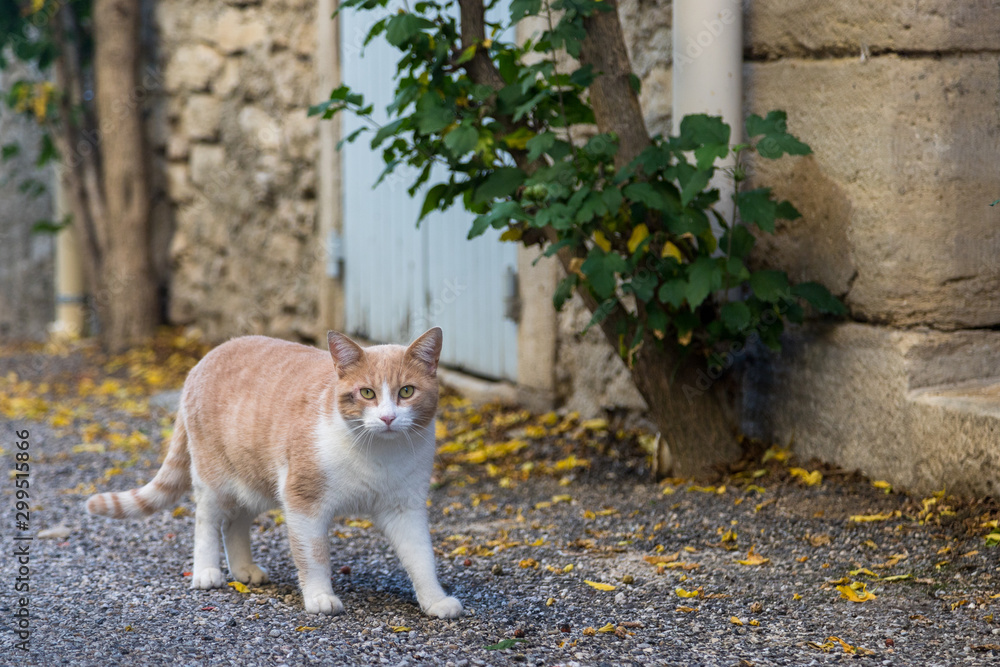 Red and white cat in a street in a village of Provence