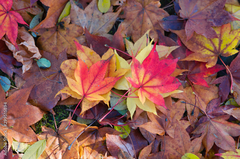 Obraz premium 秋の落ち葉