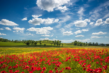 Handdoek met foto Weide Lente in glooiend Toscaans heuvellandschap  © PawelUchorczak