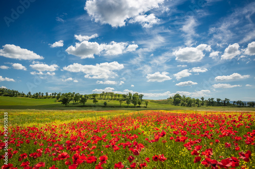 Spring in Tuscany rolling fields in Pienza Firenze Siena Italy 