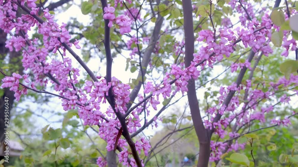 Peach blossom tree with flowers growing on branches, blooming and blossoming on blurred nature background. Beautiful nature backdrop. Peach blossom tree with flowers growing on branches, blooming and blossoming on blurred nature background. Beautiful nature backdrop.