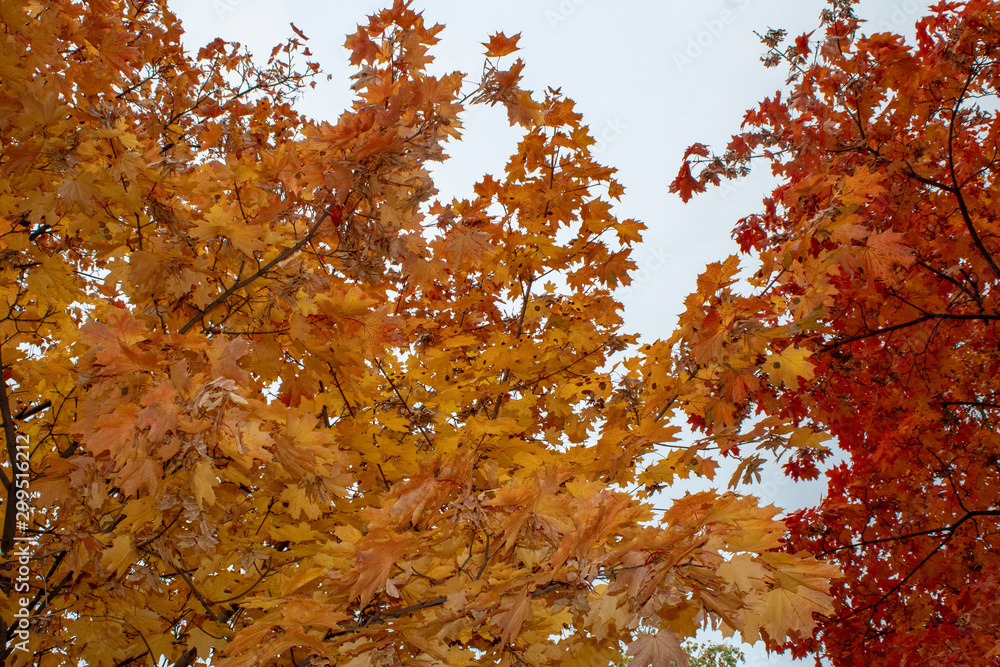 Healing maple with gold and burgundy leaves in autumn day Healing maple with gold and burgundy leaves in autumn day
