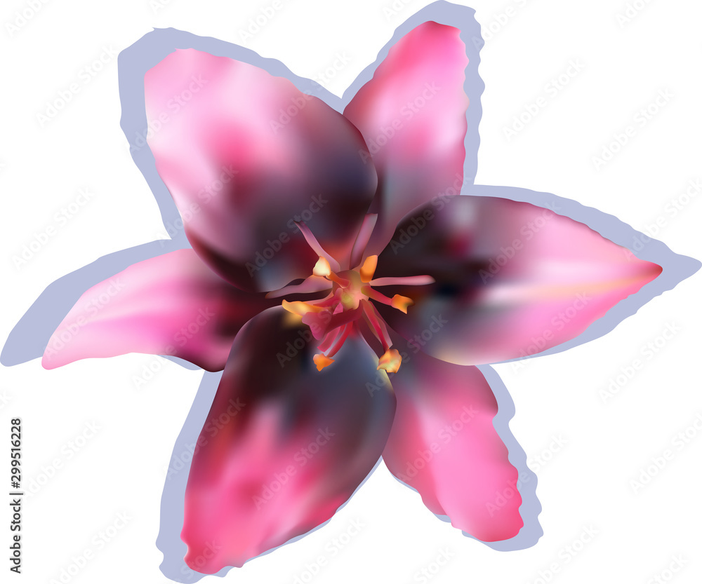 single isolated on white dark and light pink lily bloom