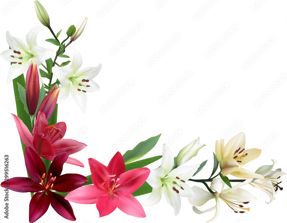 isolated red and white lily flowers corner