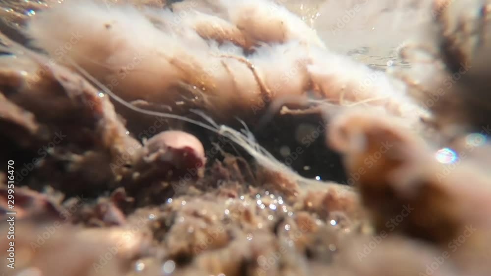 River algae swaying in the stream flow. Underwater shooting River algae swaying in the stream flow. Underwater shooting