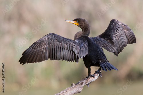 Double-crested Cormorant drying its wings © elharo