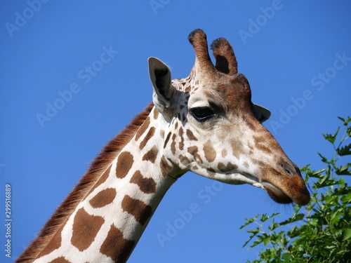 Close up of the head of a giraffe eating grass from a tall tree