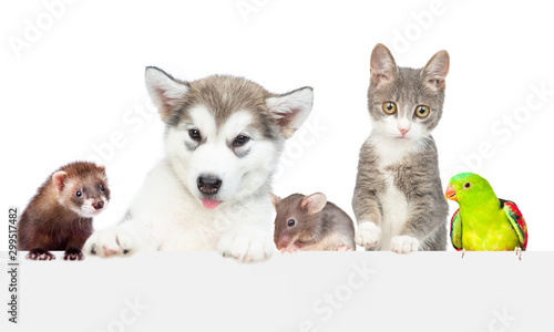 Large group of pets over empty white banner. isolated on white background. Empty space for text