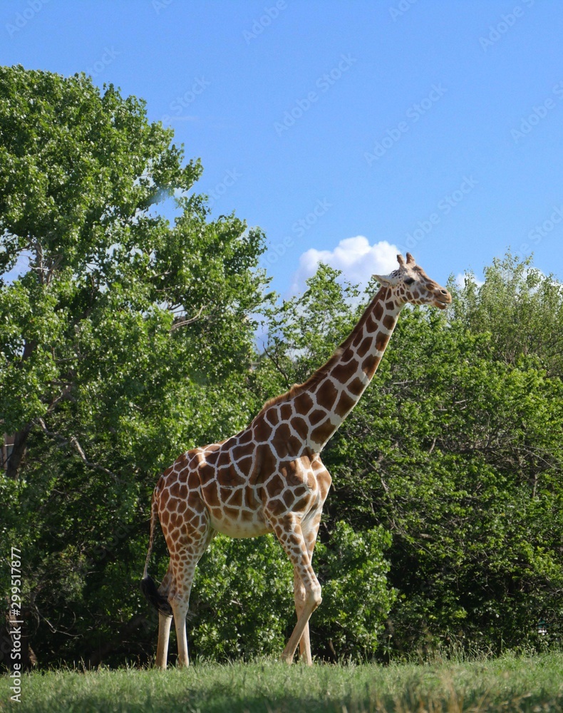 Obraz premium Side view of a giraffe standing close to the trees