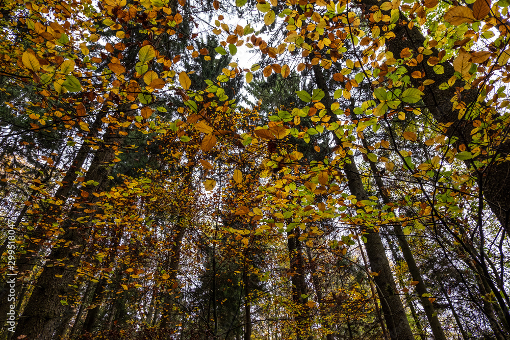 Fototapeta premium Die Blätter der Bäume im Wald leuchten in den Herbstfarben