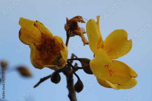 Faux cotonnier (cochlospermum tinctorium) photo